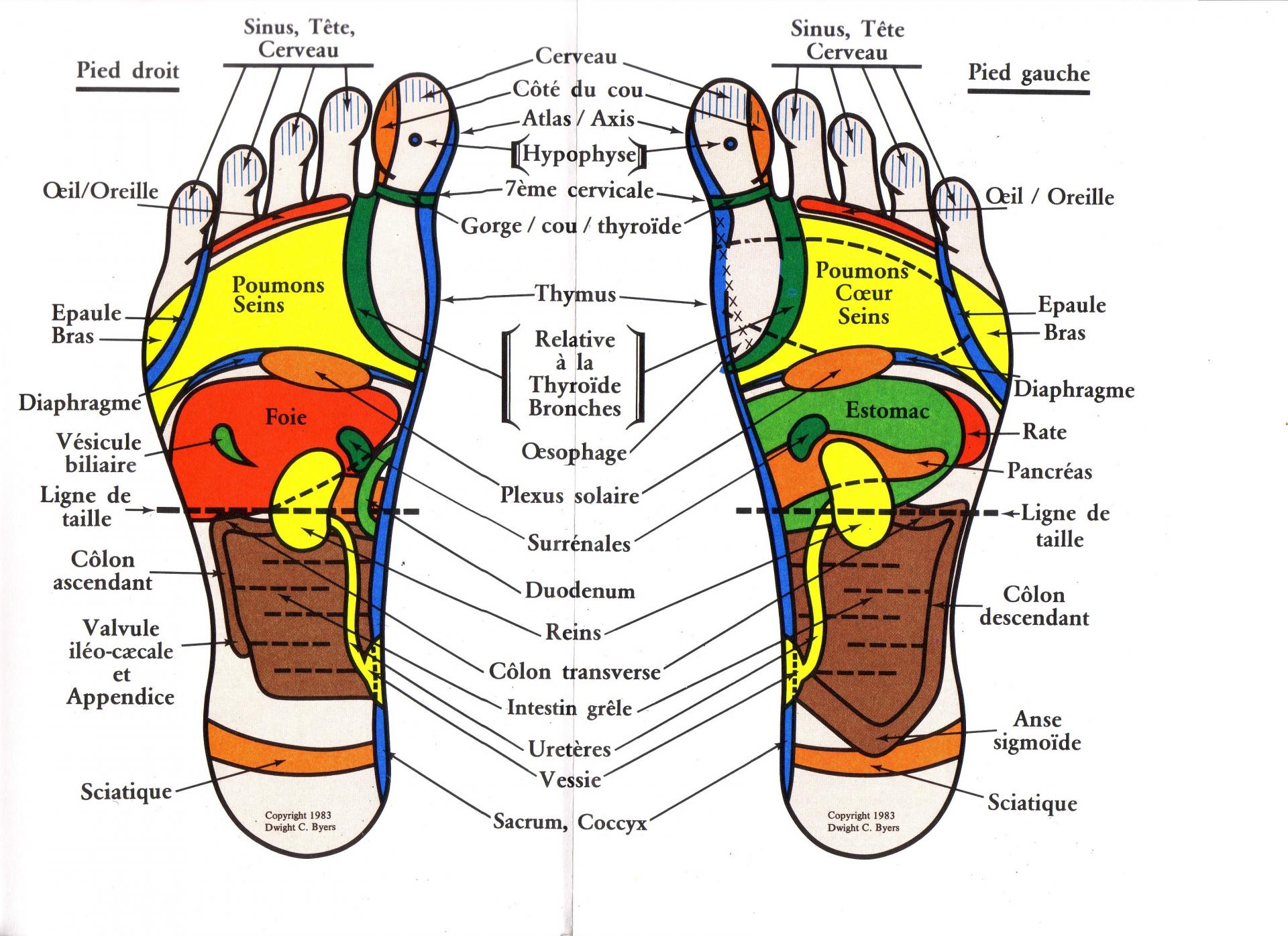 Autre cartographie reflexologie plantaire